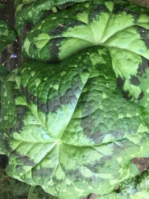 Podophyllum Kaleidoscope.JPG