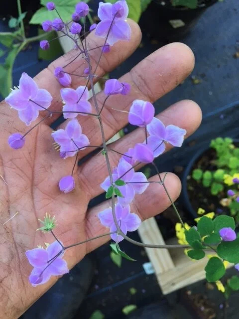 Thalictrum delavayi.JPG