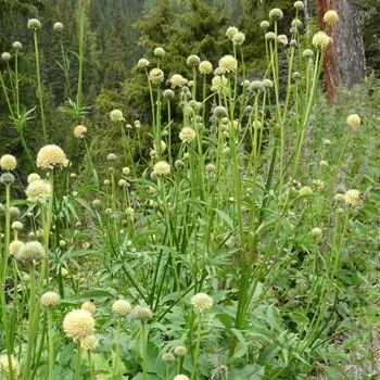 cephalaria alpina.jpg
