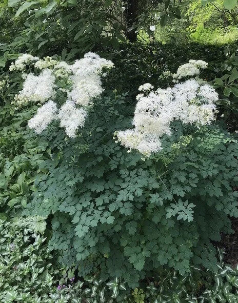 Thalictrum aquilegifolium 'Album'