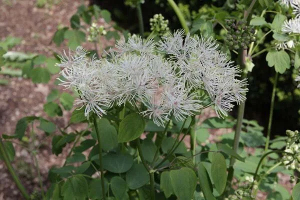 Thalictrum contortum