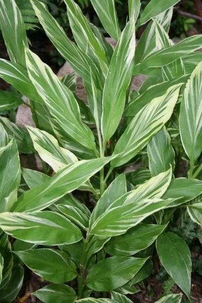 Zingiber mioga 'Silver Arrow'.jpg