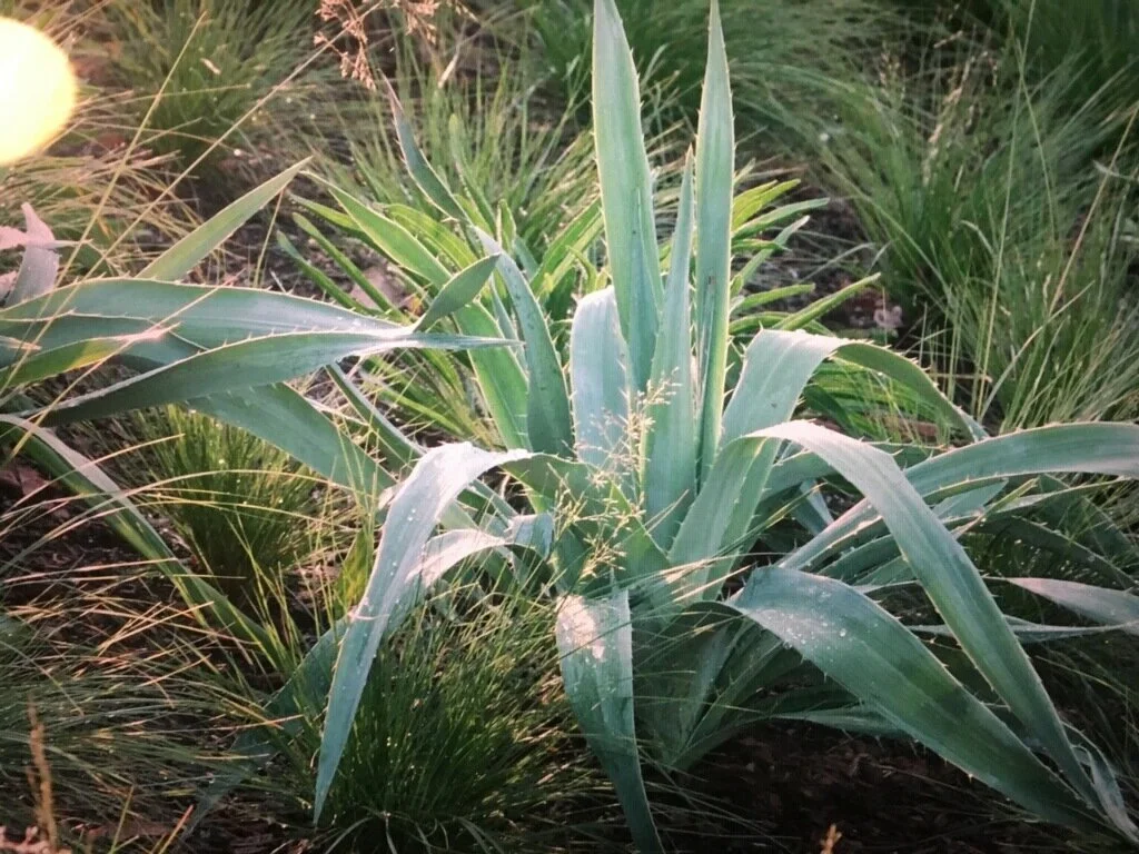 E. Chanticleer Giant.jpg