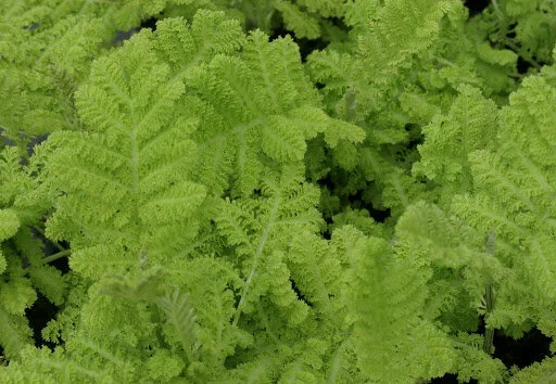 Tanacetum vulgare 'Golden Fleece'