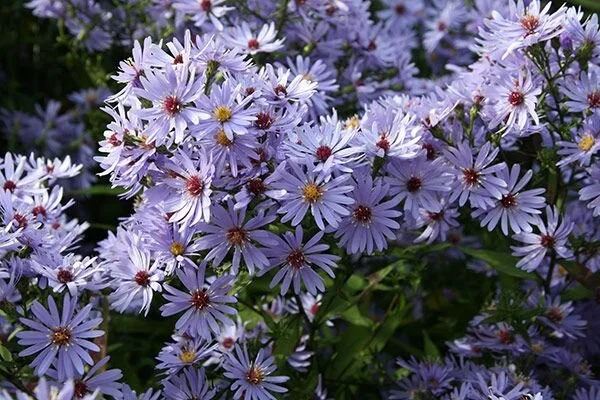Symphyotrichum 'Little Carlow'