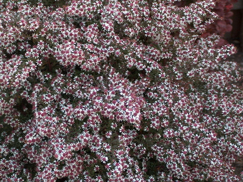 Symphyotrichum lateriflorum 'Prince'