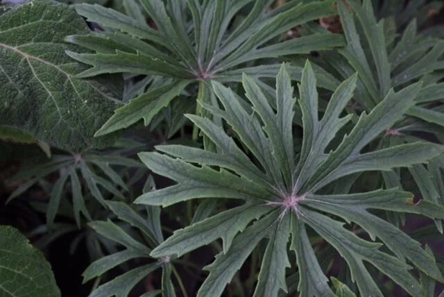 Syneleisis hybrids.JPG