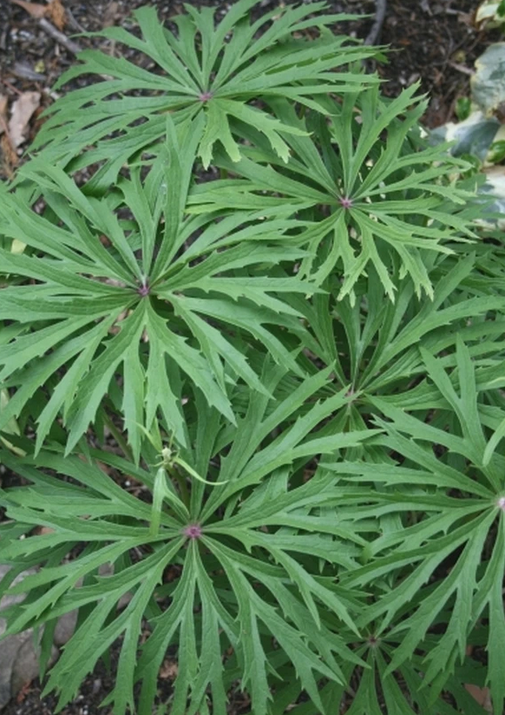 Syneilesis-aconitifolia..png