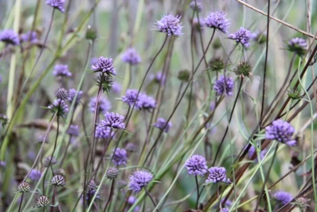 Succsia pratensis.JPG