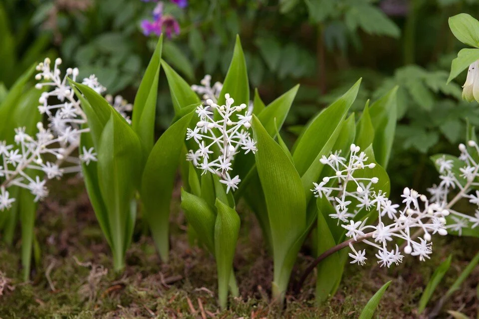 Speirantha convallarioides.jpg