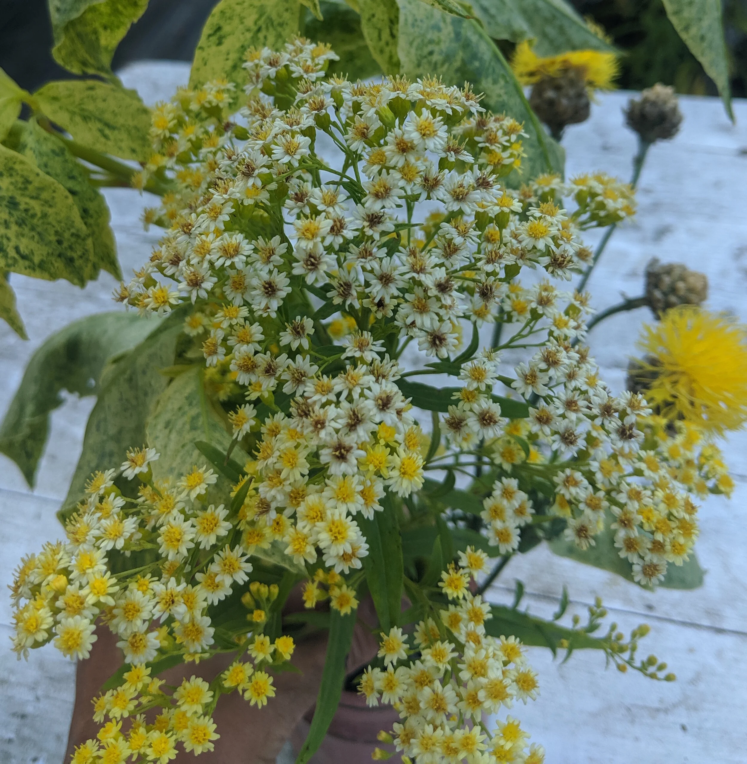 x Solidaster luteus 'Lemore' — issima