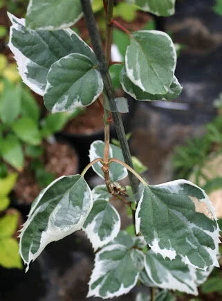 Schizophragma h. 'Shiro Fuka furkurin Fu'