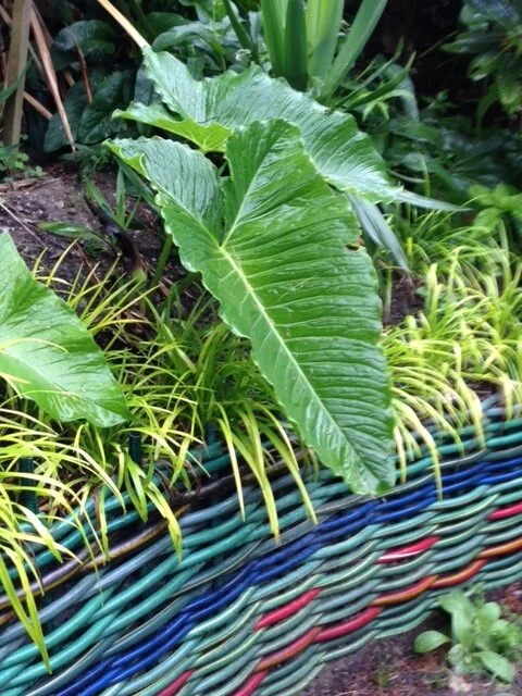 Sauromatum giganteum.JPG