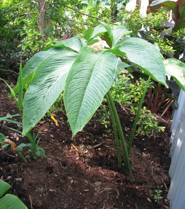 Sauromatum venosum 'Indian Giant'
