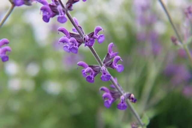 Salvia x virgata Smoky Purple Clone