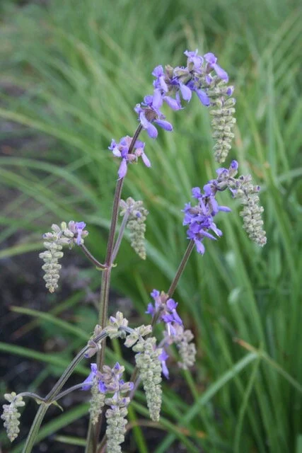 Salvia nutans x pratense