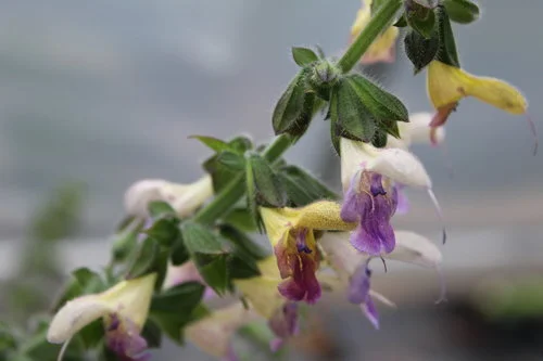 Salvia 'Harlequin's Trident'