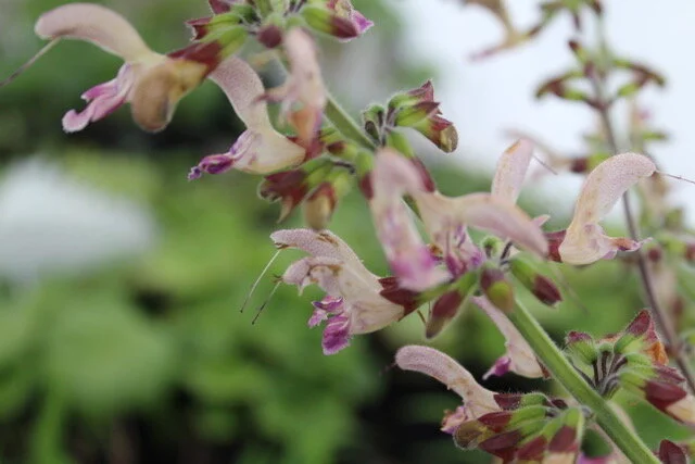 Salvia bowleyana.jpeg