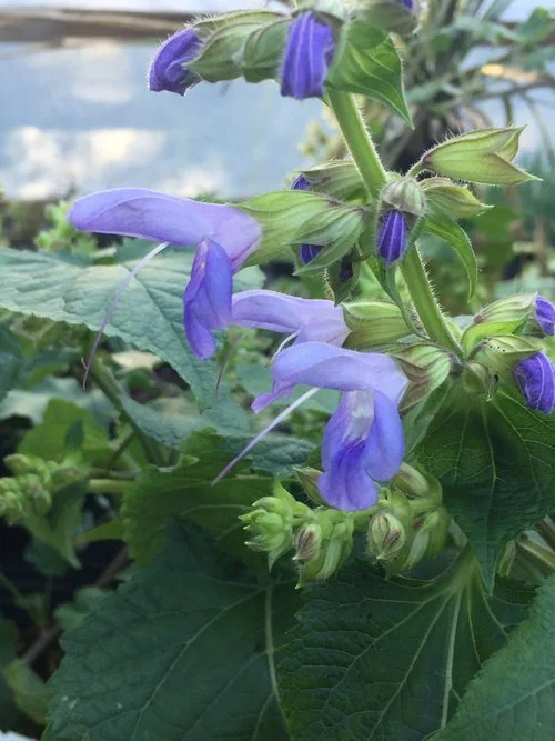 Salvia Lunar Blue.JPG