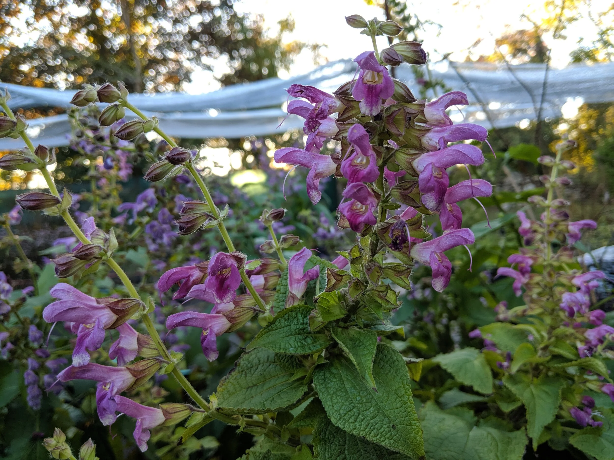Salvia glabrescens 'Autumn Enchanter'