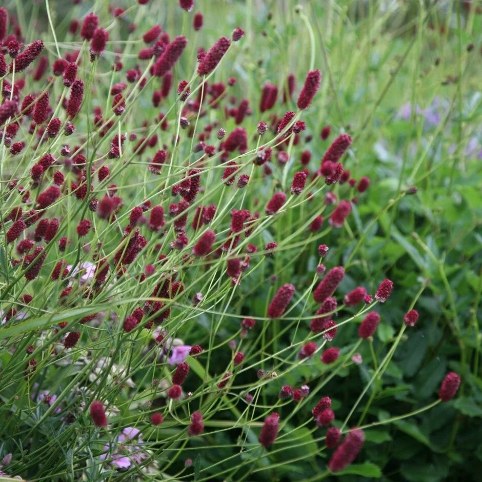 Sanguisorba officinalis 'Red Thunder'