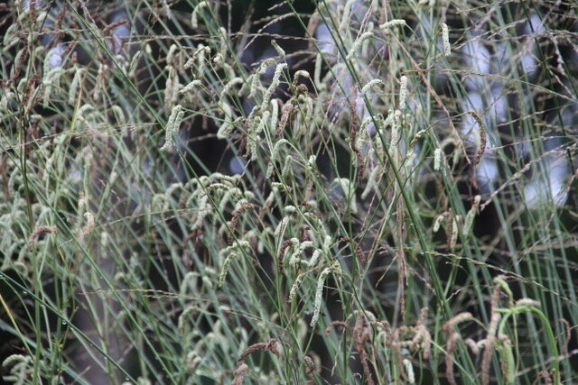 Sanguisorba Korean Snow.jpeg