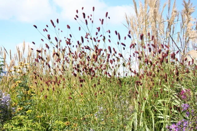 Sanguisorba Cangshan Cranberry.jpeg