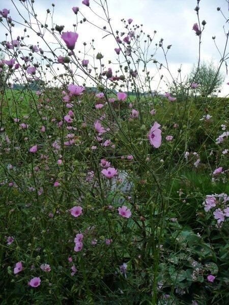 Althea cannabina.jpg