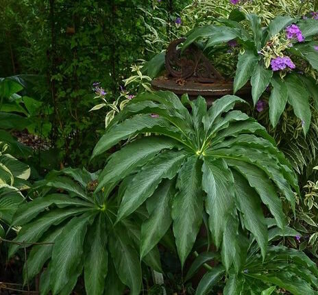 Arisaema consanguineum 'Poseidon' 