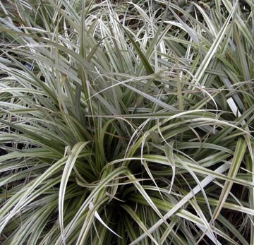 Astelia banksii.jpg