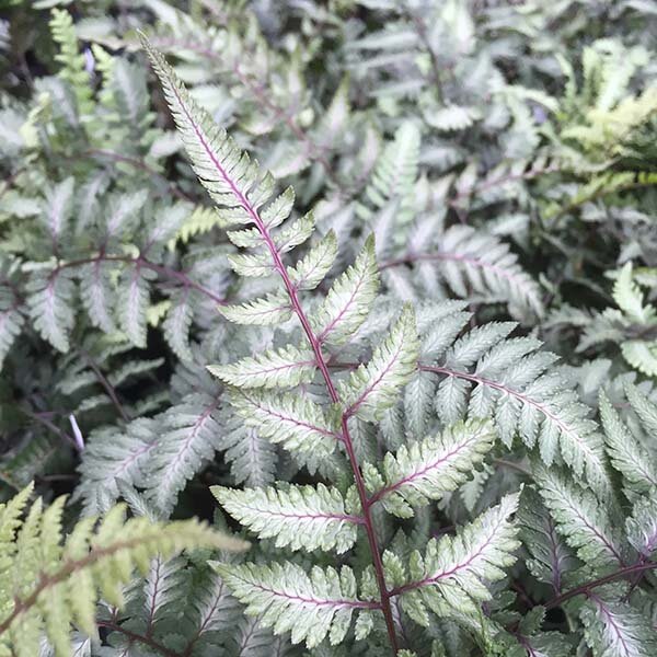 Athyrium Godzilla.jpg