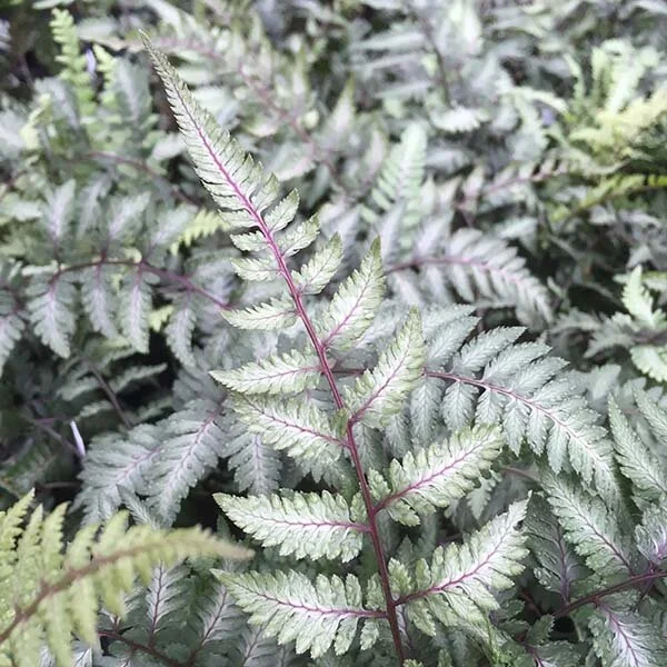 Athyrium 'Godzilla'