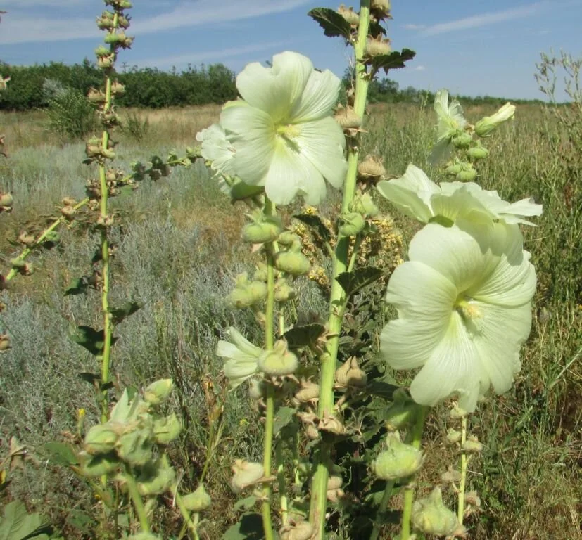 Alcea froloviana