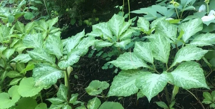 plants A-B — issima