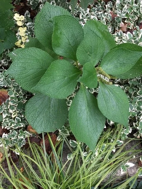 Boehmeria sp 1.35.58 PM.JPG