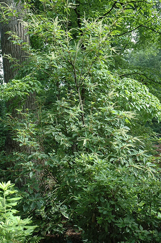 Clethra monostachya