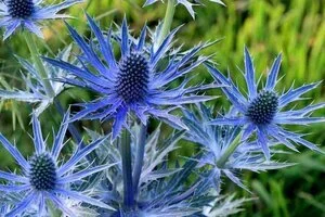 Eryngium 'Big Blue'.jpg
