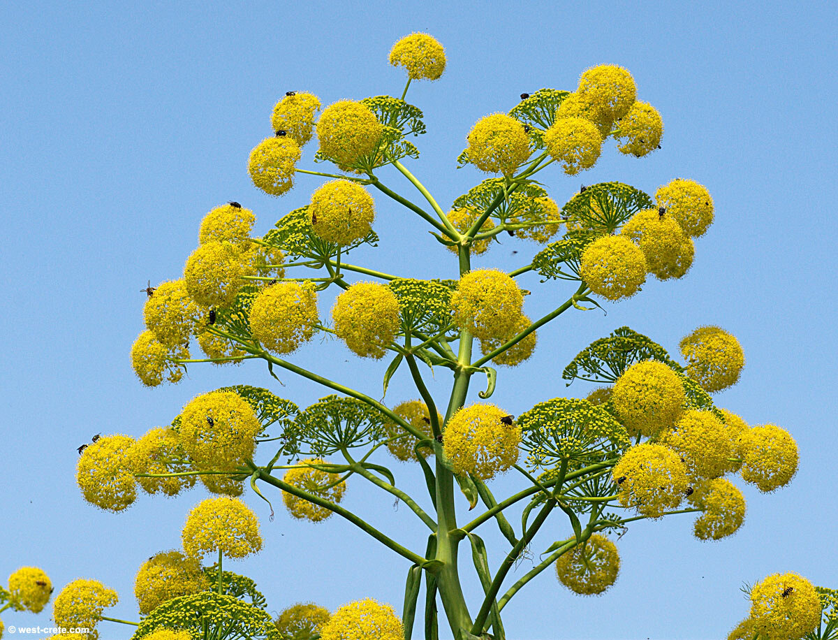 Ferula communis subsp. Glauca
