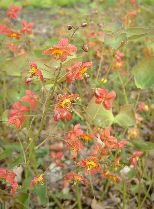 Epimedium x warleyense