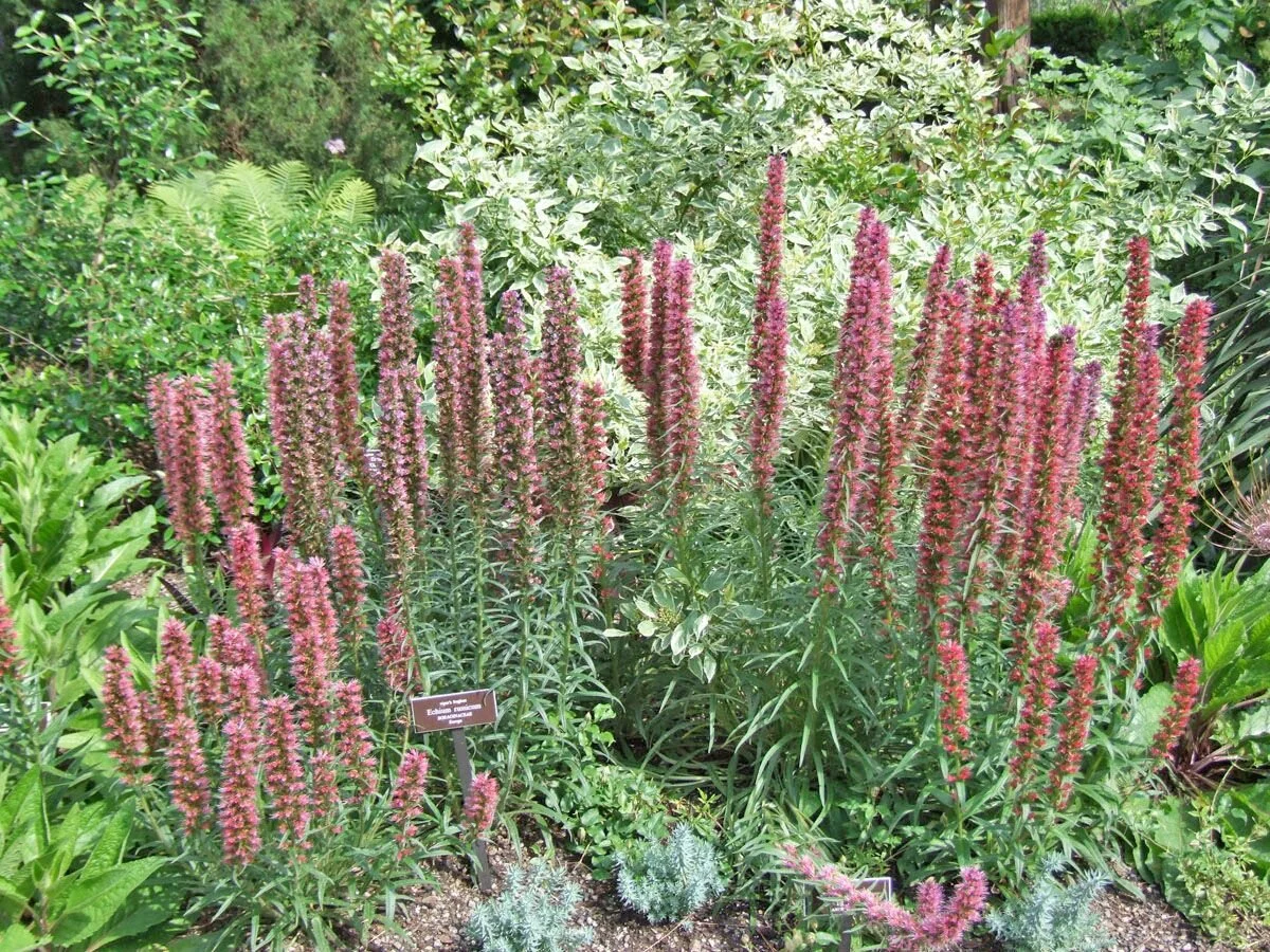 Echium russicum.jpg
