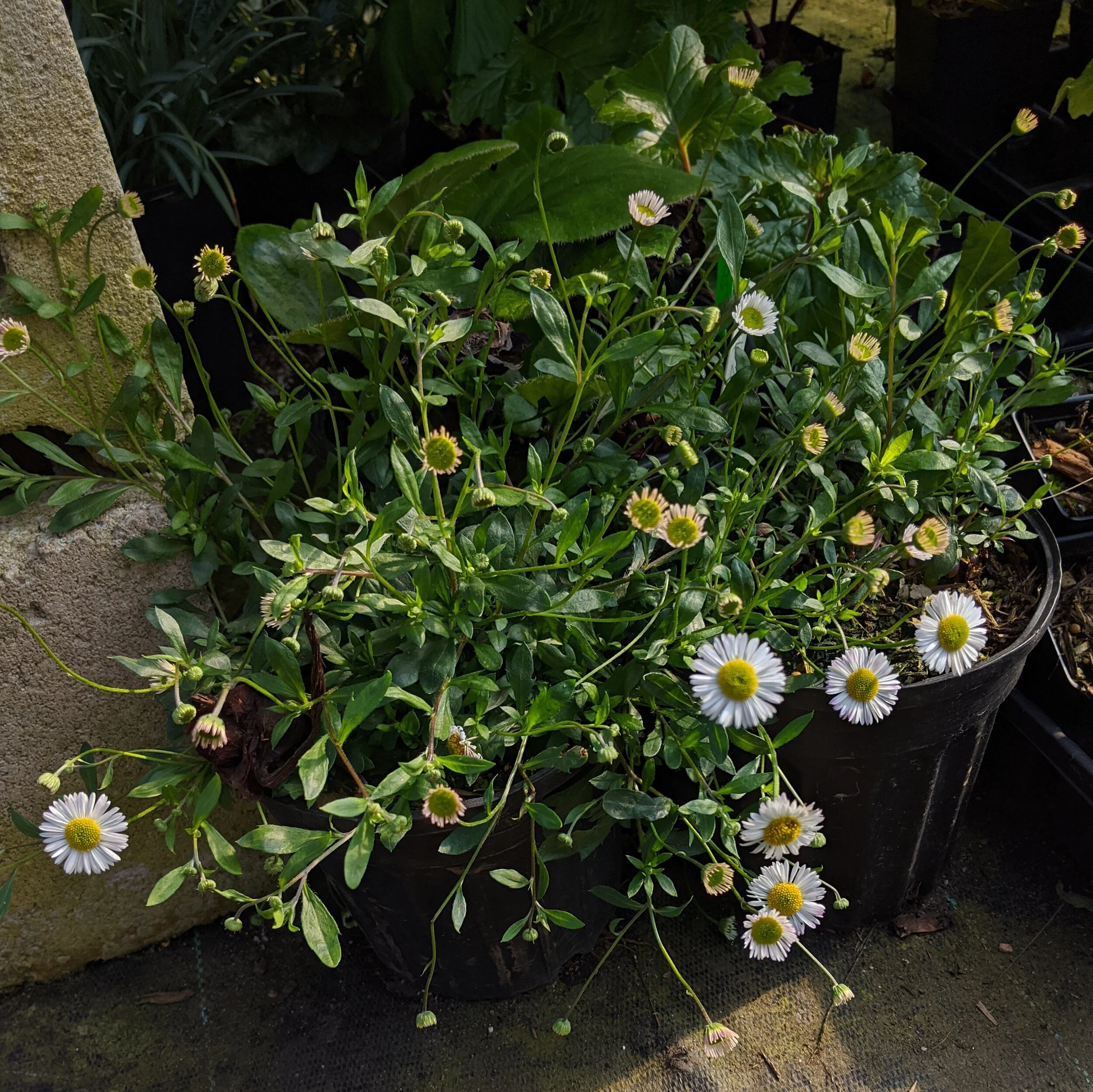 Erigeron karvinskianus