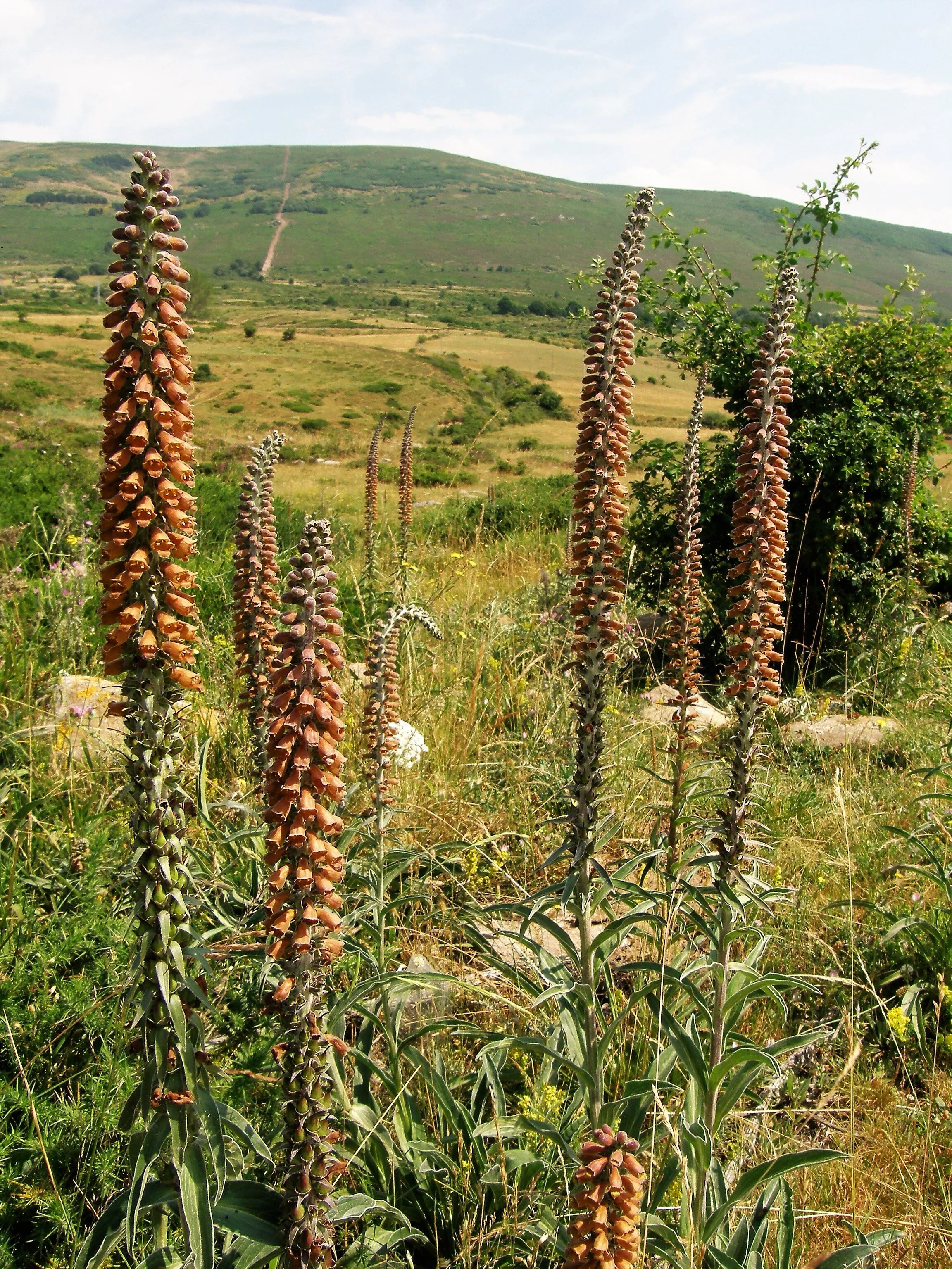 Digitalis_parviflora.jpg