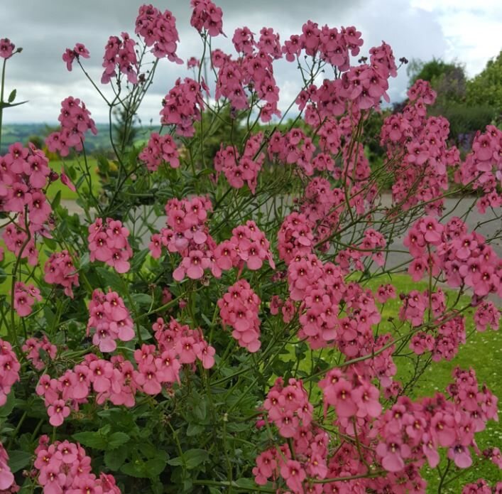 Diascia personata 'Hopleys'