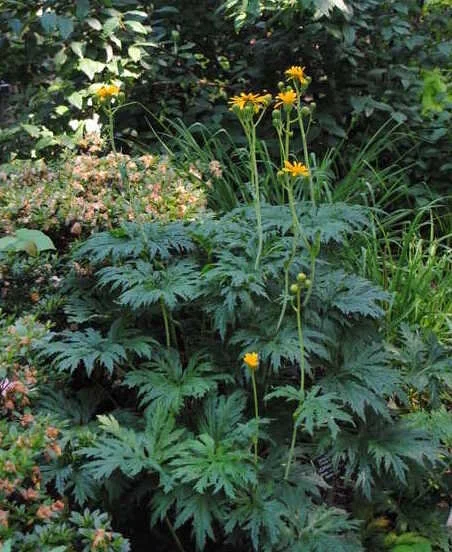 Ligularia japonica