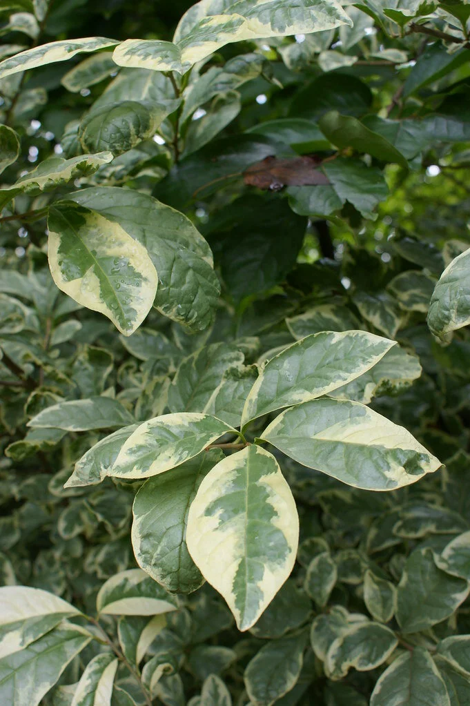 Orixa japonica 'Pearl Frost' .jpg