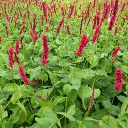 Persicaria 'Fat Domino'.jpg