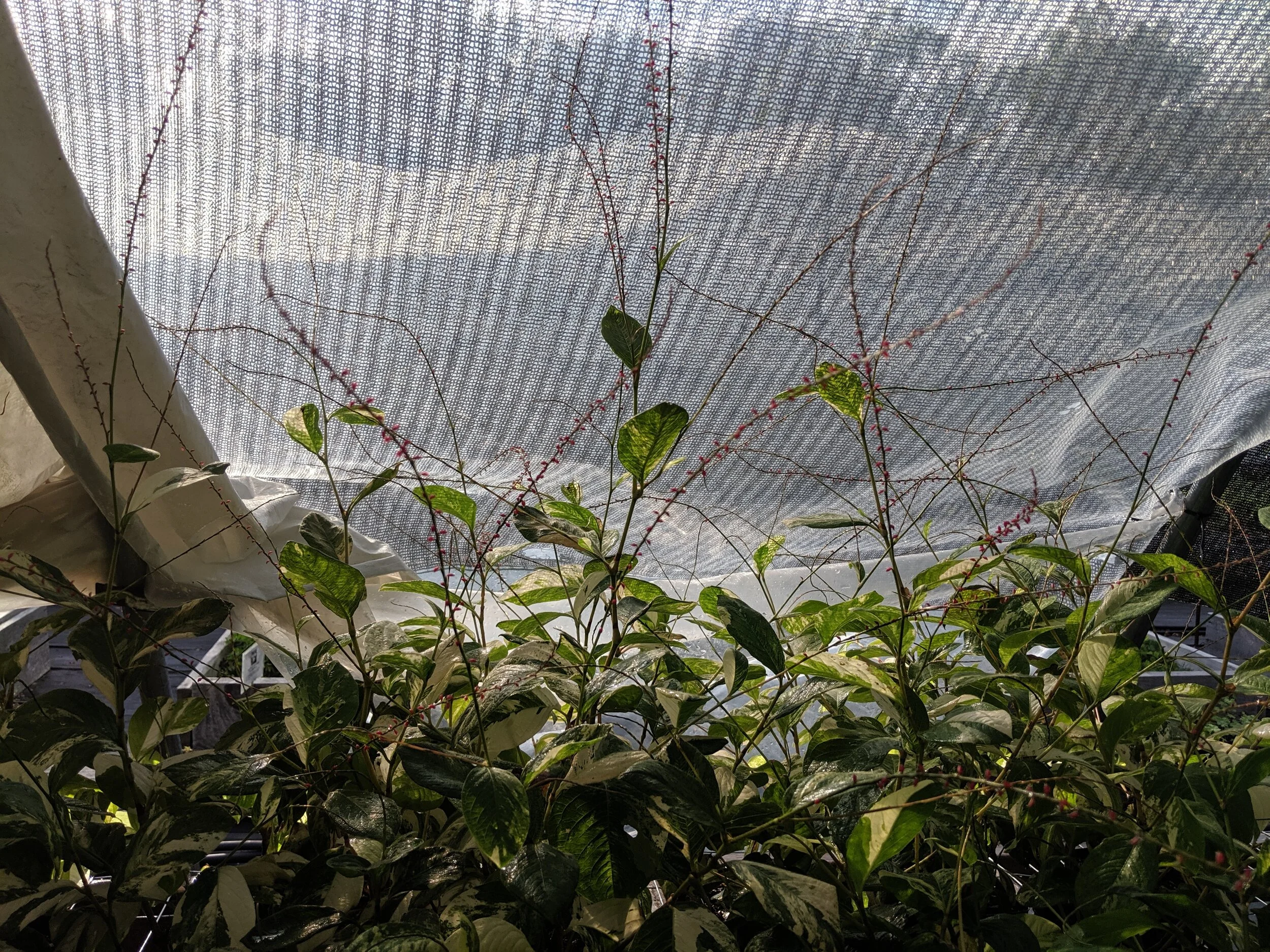 Persicaria virg verig.jpg