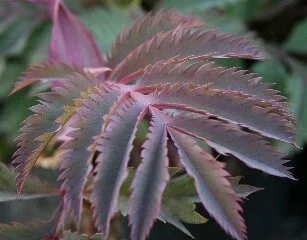 Melianthus major 'Purple Haze'