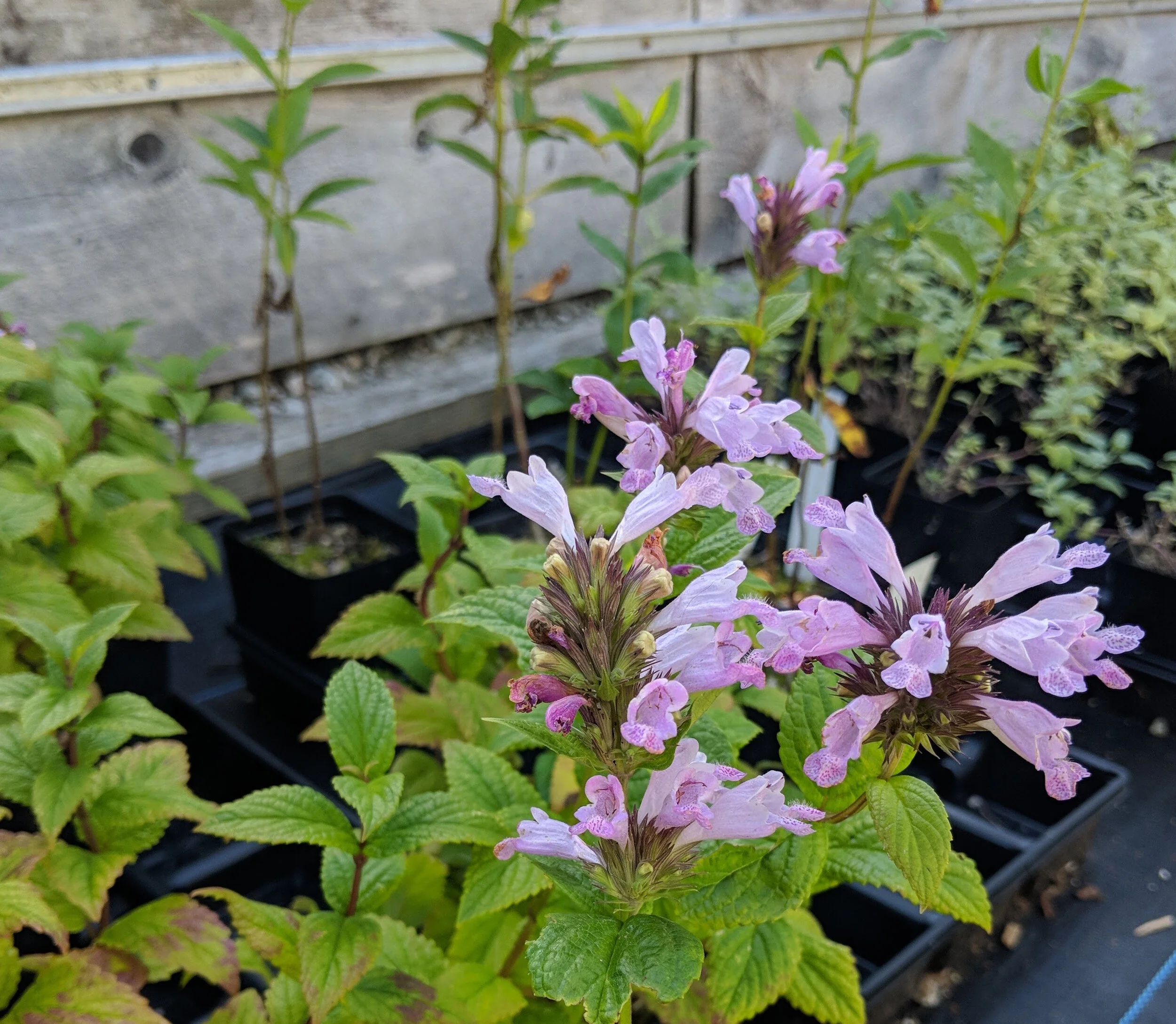 Nepeta kubanica pink form.jpg