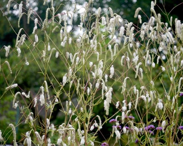 Sanguisorba All Time High.jpg